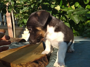 Jack Russell Multicolor - imagine 3