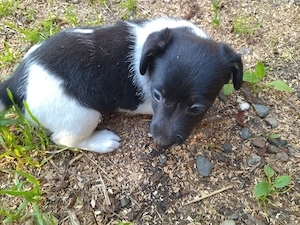 Jack Russell Multicolor - imagine 4