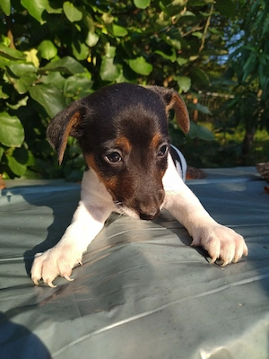 Jack Russell Multicolor - imagine 5