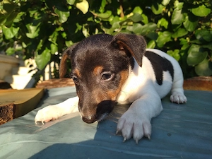 Jack Russell Multicolor - imagine 2