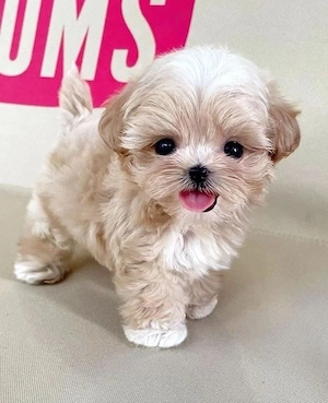 maltipoo mini toy - imagine 2