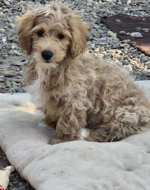 Maltipoo puiuți