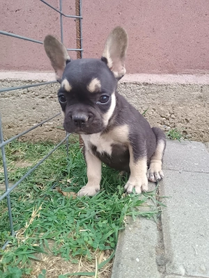 Buldog francez rasă pură își caută căsuța  - imagine 5