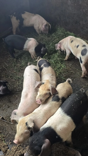 Purcei de 8 saptamani
