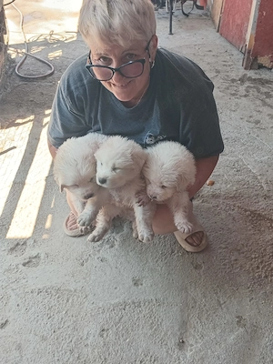 Vând Căței Ciobanesti De Maremma