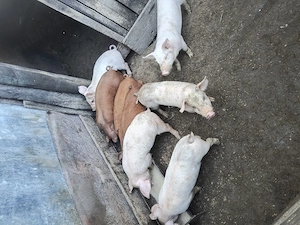 Vând purceii 6 săptămâni preț 350 negociabil 