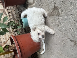 Bichon maltez fată și băiat  - imagine 4