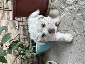 Bichon maltez fată și băiat  - imagine 3