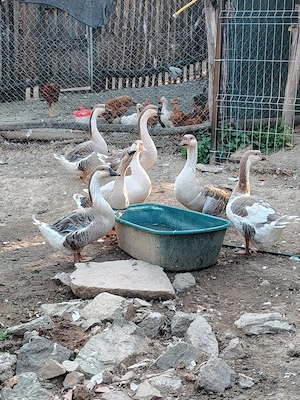 Vând gâște Toulouse!!! 