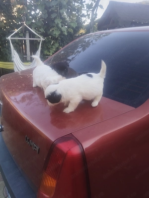 Bichon maltez, pentru cei interesați nu ezitați a suna  - imagine 2