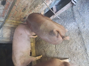 Vind 2 porci la alegere din3 ,Cel alb e porc ,cel rosu mai mare porc si purceaua e cea mai mica