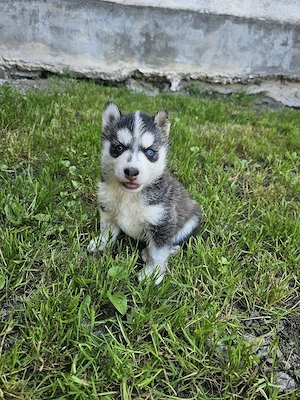 Vand puiuti de husky 