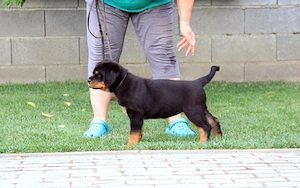 Femela rottweiler 2 luni calitate si genetica deosebita - imagine 3