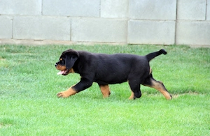 Femela rottweiler 2 luni calitate si genetica deosebita - imagine 2