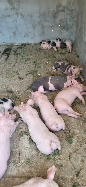 Purcei de Vanzare
