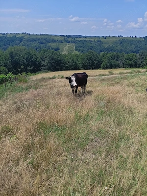 Se vinde vaca  cu vitel 10000 lei negociabil 