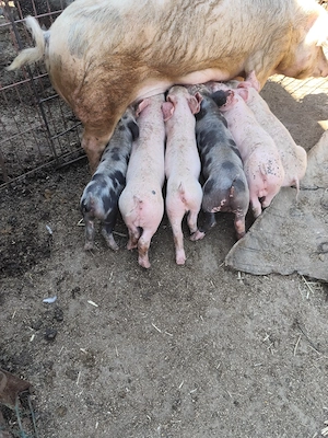 Purcei de 6 săptămâni 