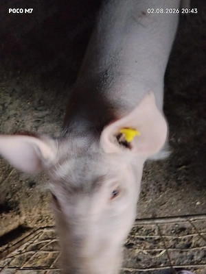 Porci de vânzare. - imagine 3