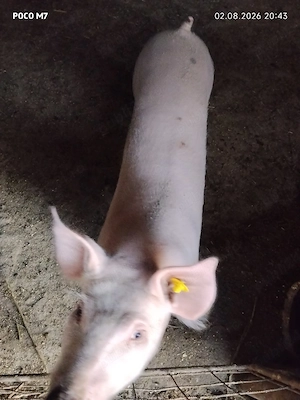 Porci de vânzare. - imagine 4