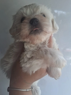 Bichon mini toy - imagine 5