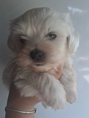Bichon mini toy - imagine 4