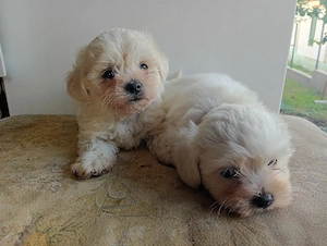 Bichon mini toy