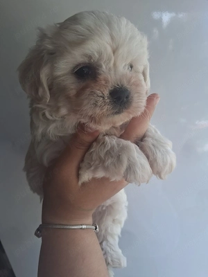 Bichon mini toy - imagine 3