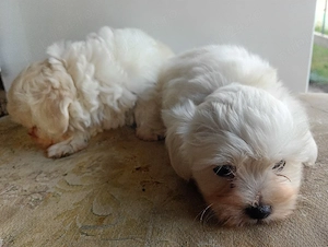 Bichon mini toy - imagine 2