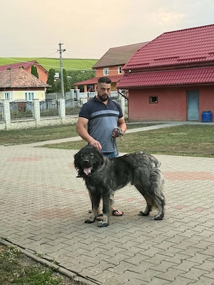 2 masculi Caucasian de un 1 an si 2.5 ani - imagine 5