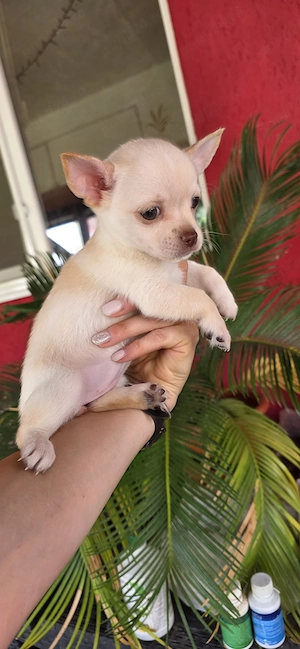 Chihuahua cu par scurt Tiy - imagine 4