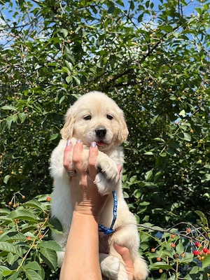 Golden retriever băieței și fetițe - imagine 2