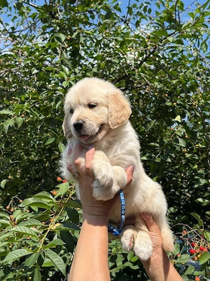 Golden retriever băieței și fetițe - imagine 3