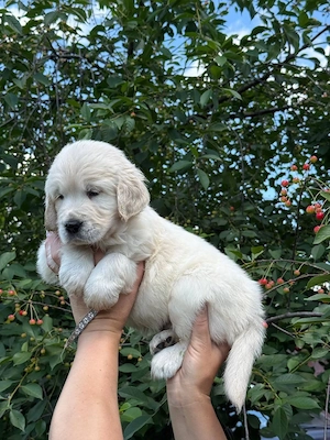 Golden retriever pui superbi - imagine 2