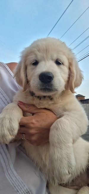 Golden retriever pui - imagine 4
