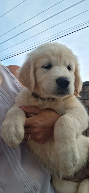 Golden retriever pui - imagine 5