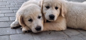 Golden retriever pui - imagine 2