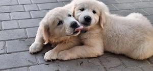 Golden retriever pui - imagine 3