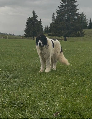 Femela ciobanesc de bucovina  - imagine 2