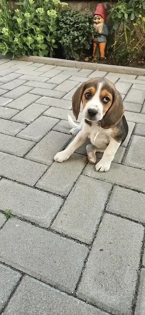 Vand Beagle tricolor fetita - imagine 4