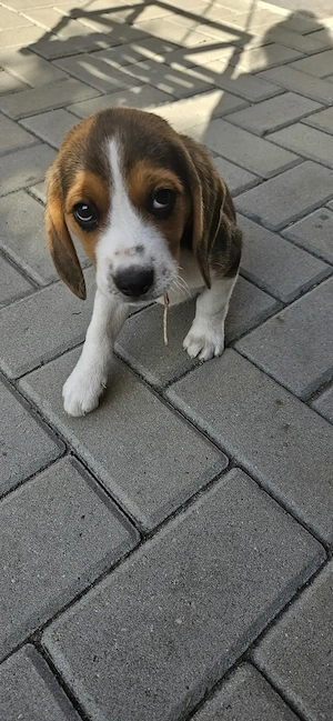 Vand Beagle tricolor fetita - imagine 2