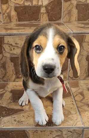 Vand Beagle tricolor fetita