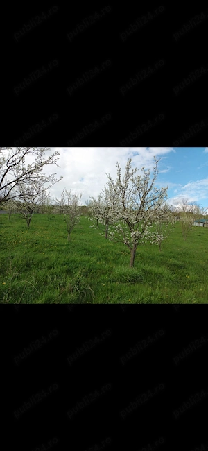 Teren intravilan, in DEJ, jud. Cluj Napoca, 1200mp. - imagine 4