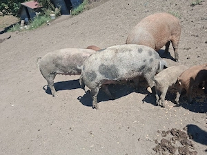 porci pt sacrificat 