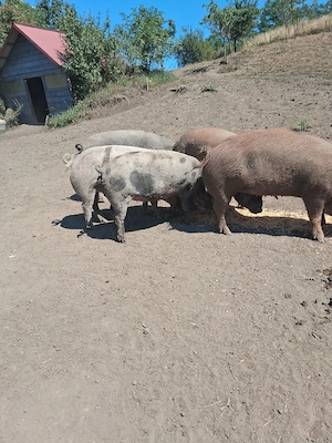 porci pt sacrificat  - imagine 3