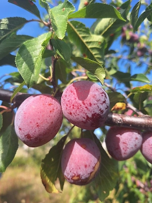  vând prune