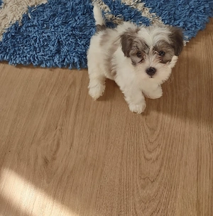 Bichon maltese  - imagine 2