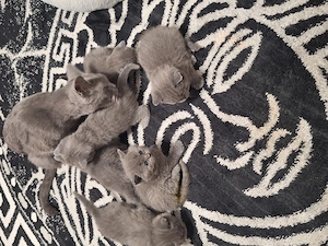Pui British Shorthair Disponibili petru rezervare - imagine 2