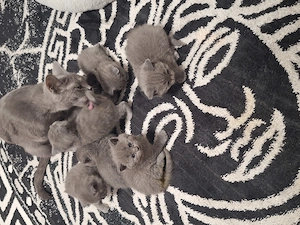 Pui British Shorthair Disponibili petru rezervare - imagine 5