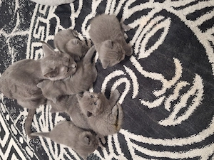 Pui British Shorthair Disponibili petru rezervare - imagine 3