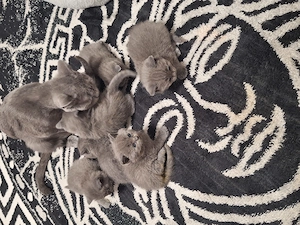 Pui British Shorthair Disponibili petru rezervare - imagine 4